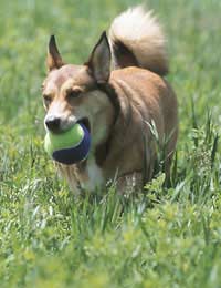 Dog Toys Bones Sticks Throwing Discs