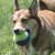 Buying Toys for Your Dog